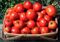 - Минсельхоз проконтролирует "экологически чистые продукты"