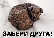 - Забери друга к себе домой