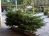 - Рождественская елка - в сентябре