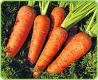  - В США потратят 25 миллионов долларов на рекламу моркови