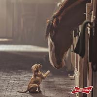 Новости Ритейла - Дружба животных в рекламе Budweiser