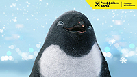 Дизайн и Креатив - Пингвин с человеческими эмоциями стал лицом рекламной кампании Райффайзенбанка