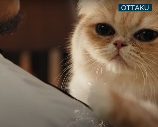 Новости Видео Рекламы - Какой кот поможет отстирать пятна на одежде?