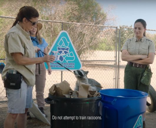 Новости Видео Рекламы - Как быстро Mentos обучил енота разбирать мусор?