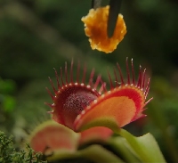 Новости Видео Рекламы - Как сеть фаст-фуда накормила хищные растения веганским мясом